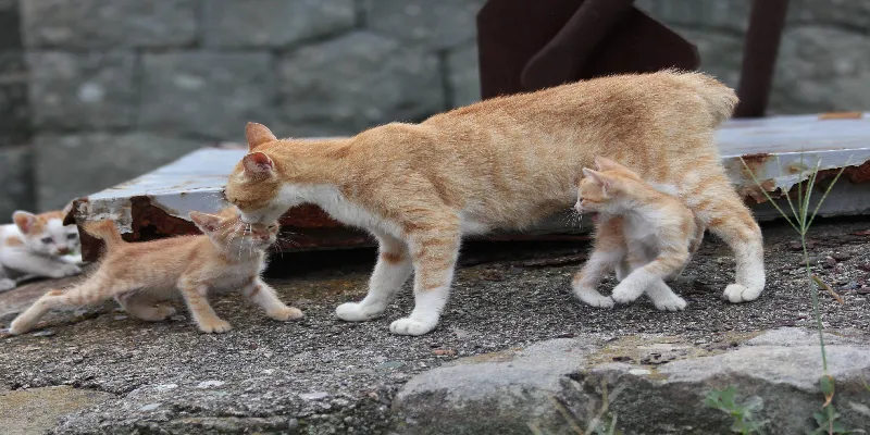 Nằm mơ thấy mèo đánh số gì may mắn?